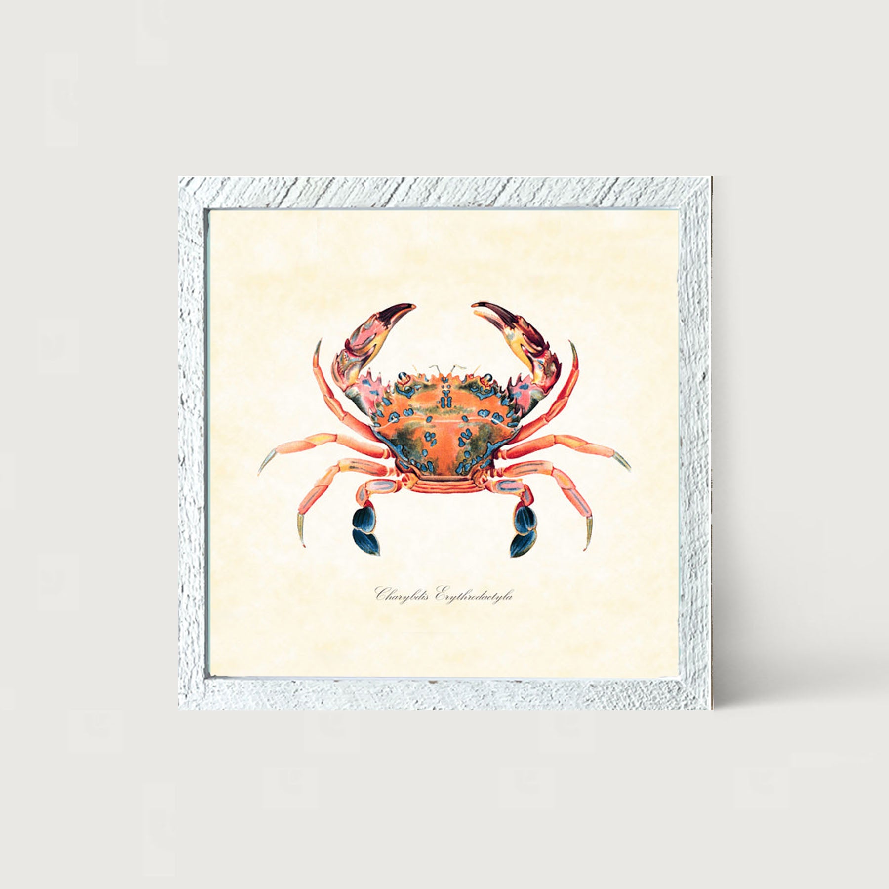 Colorful Crab - Framed art