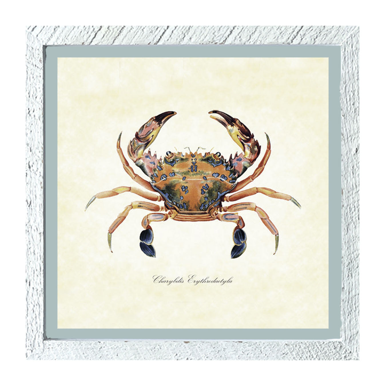 Colorful Crab - Framed art