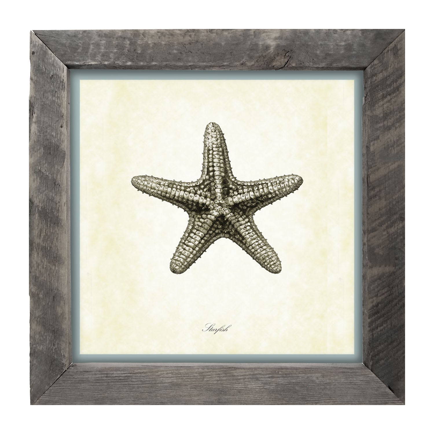 Gray Starfish - Framed art
