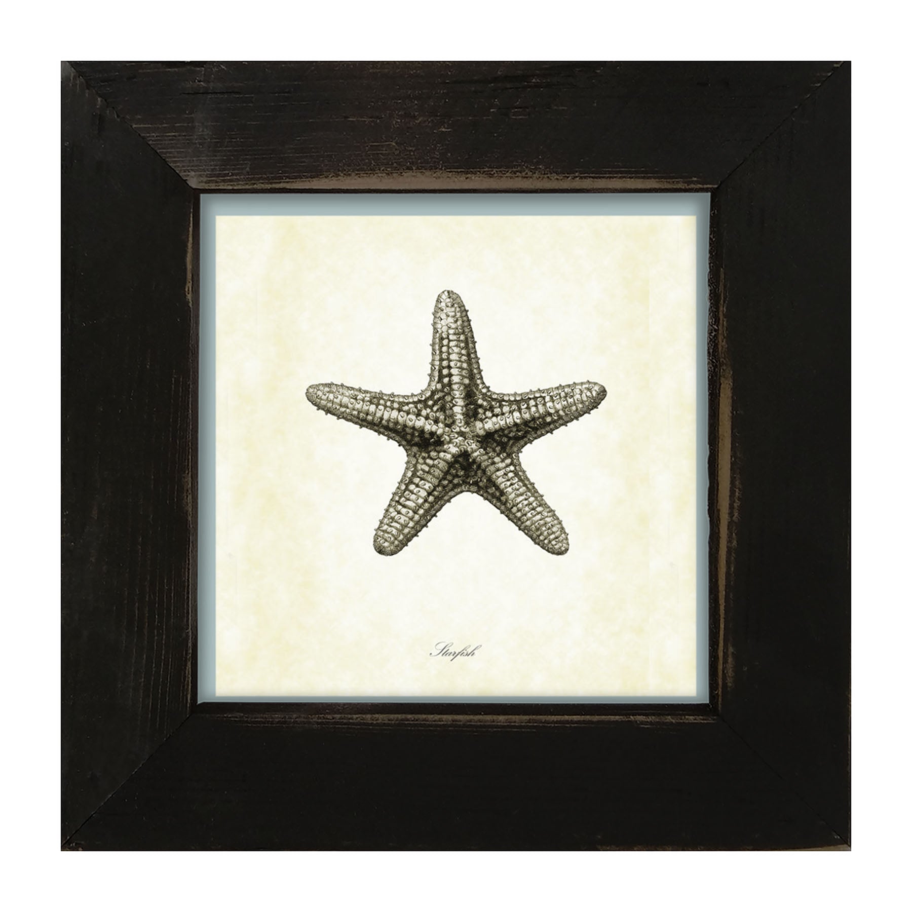 Gray Starfish - Framed art