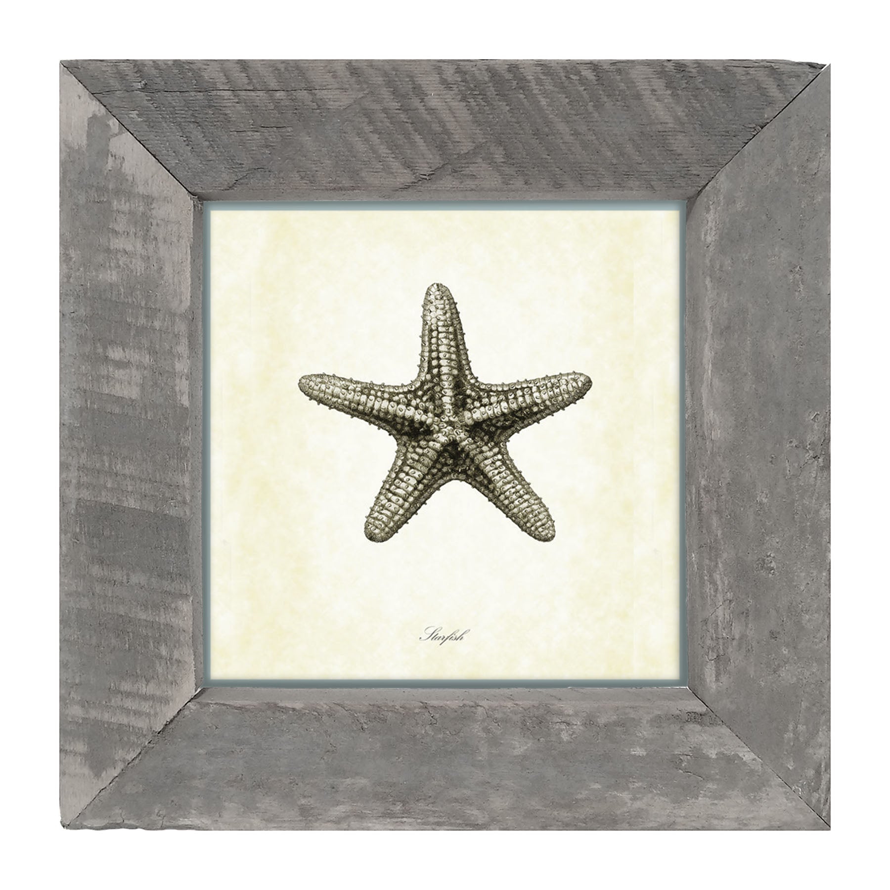 Gray Starfish - Framed art