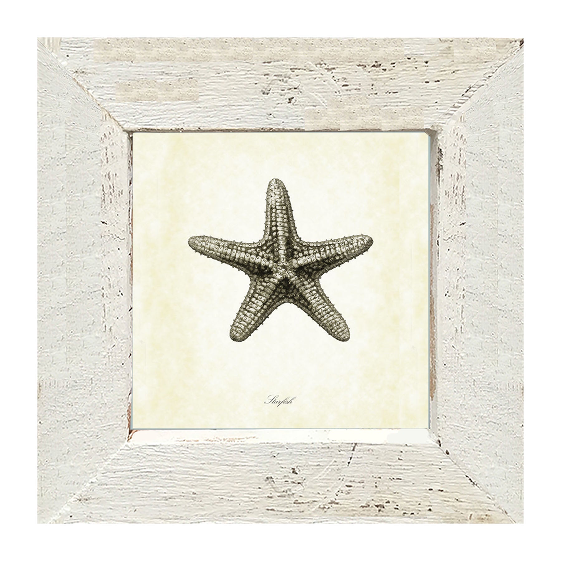 Gray Starfish - Framed art