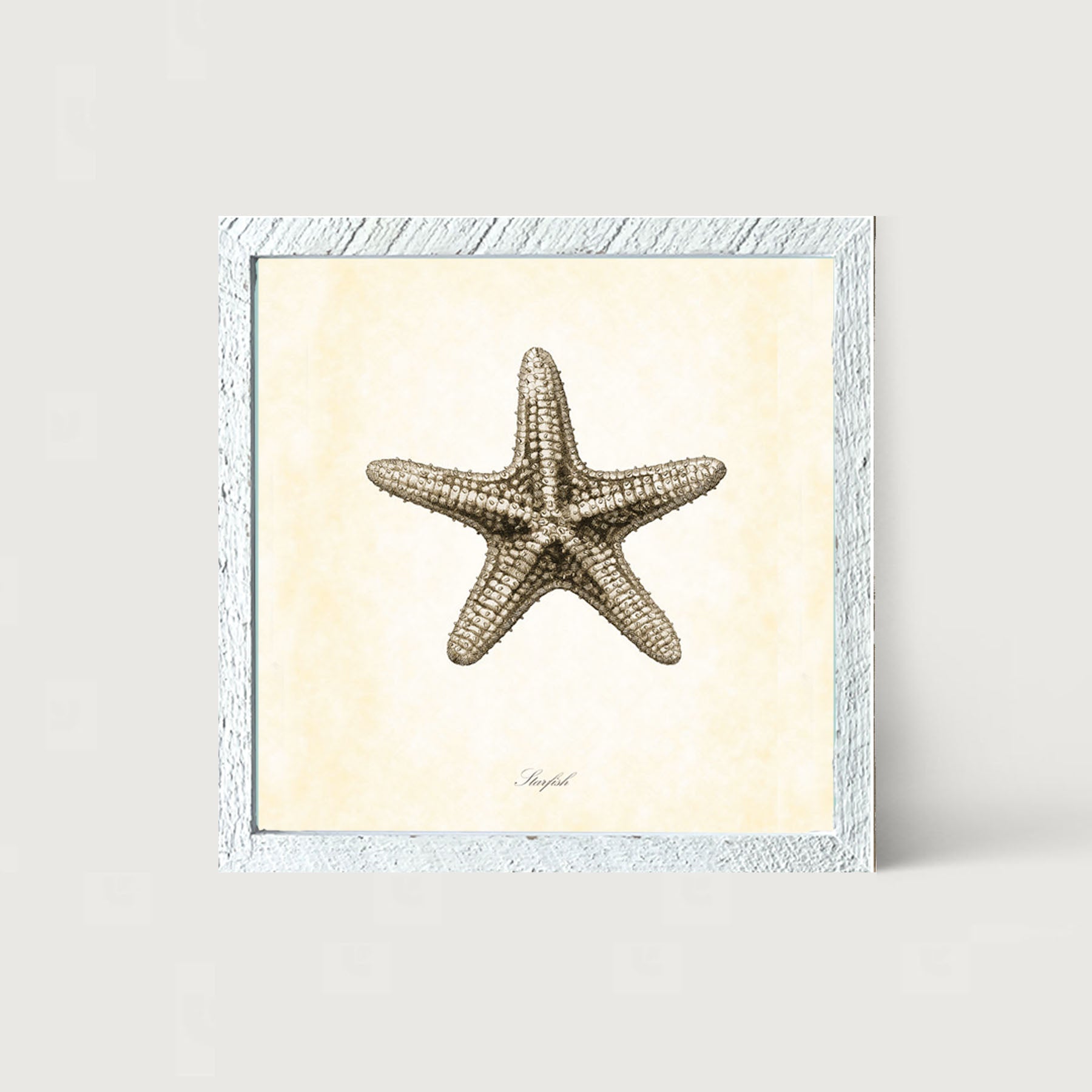 Gray Starfish - Framed art
