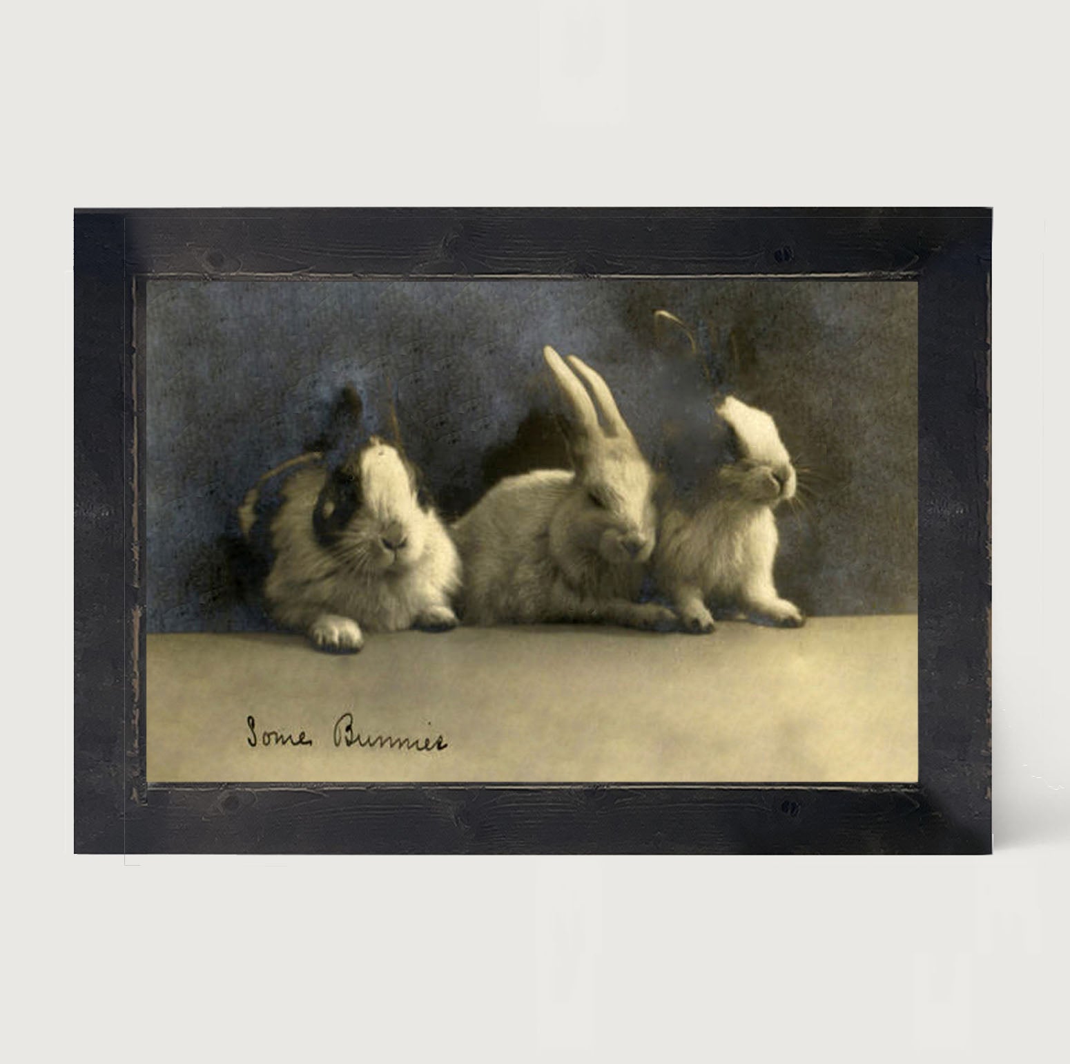 Some Bunnies