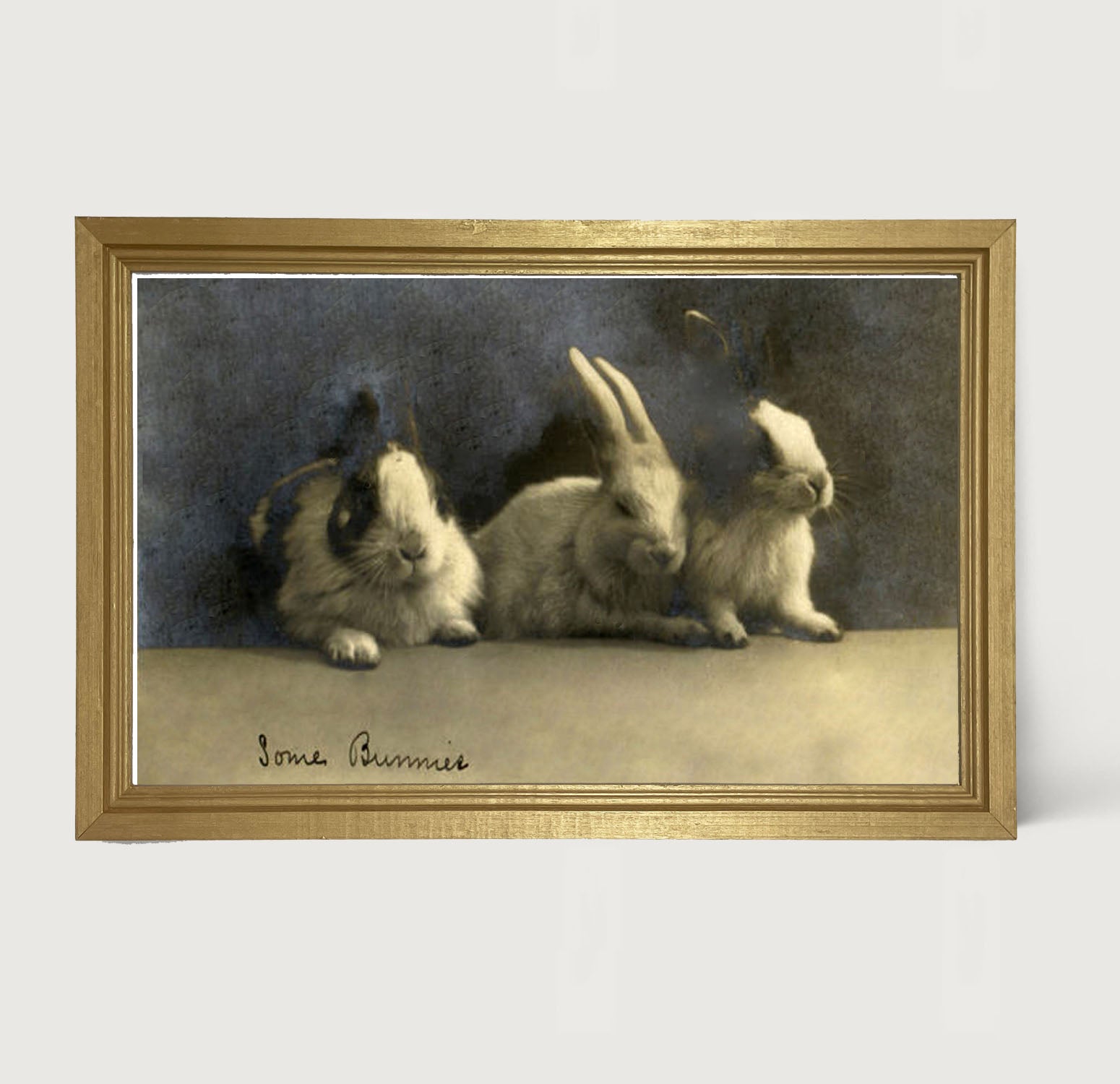 Some Bunnies