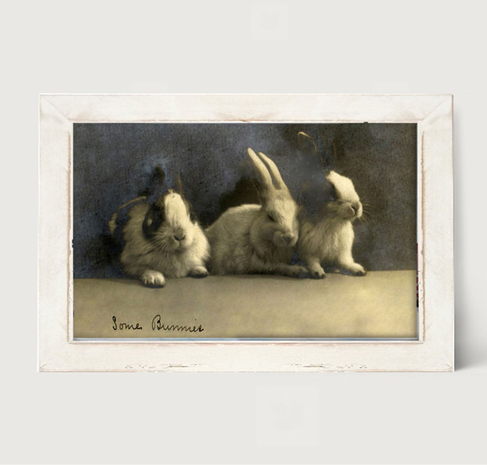 Some Bunnies