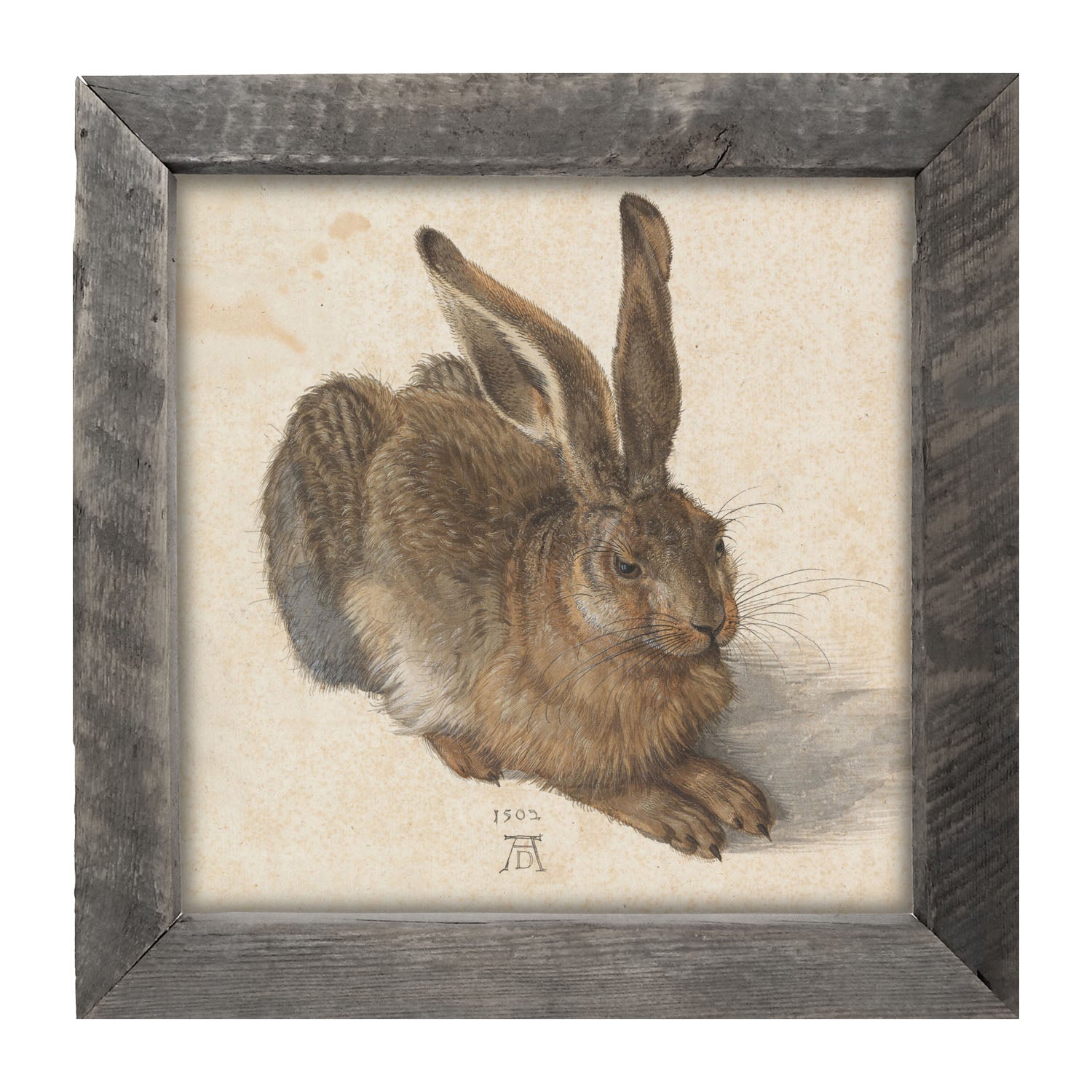 Brown Bunny - Framed art