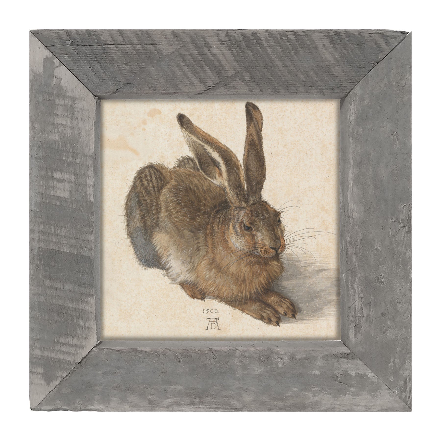 Brown Bunny - Framed art