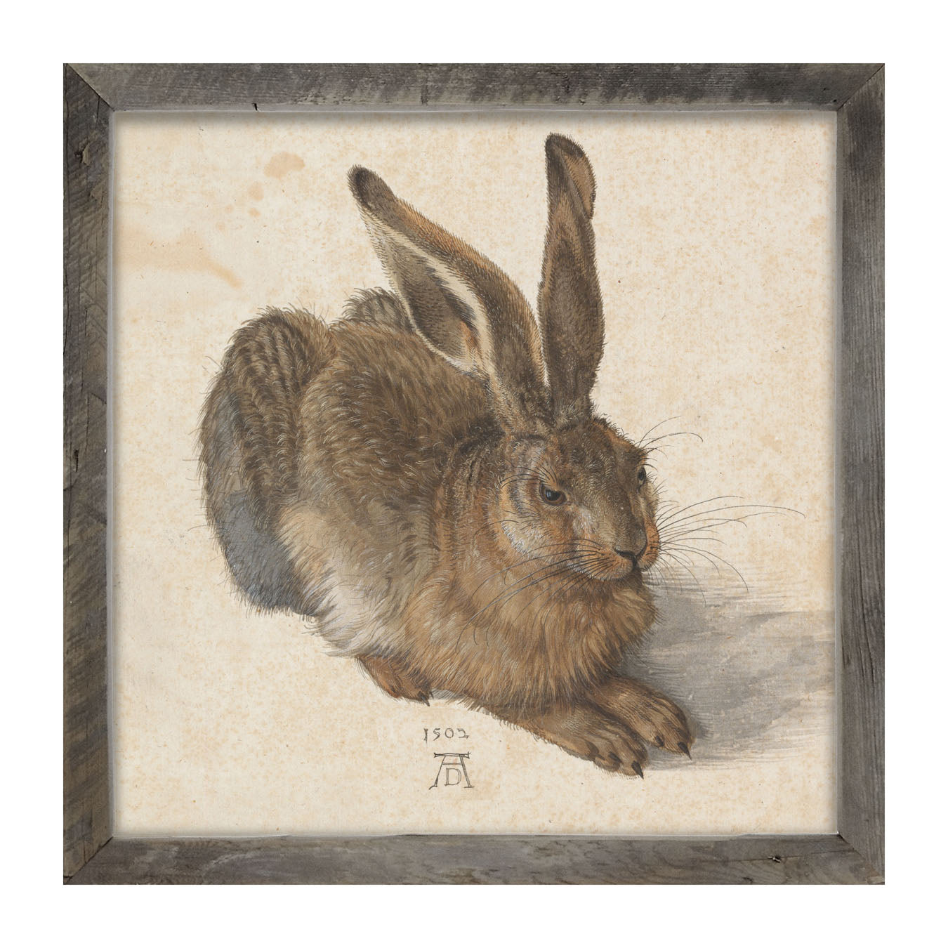 Brown Bunny - Framed art