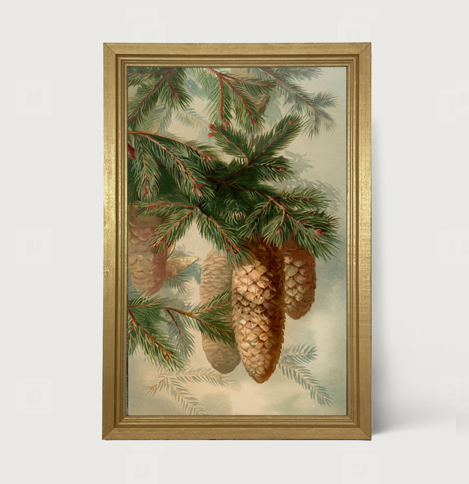 Vintage Pine cones - Framed art