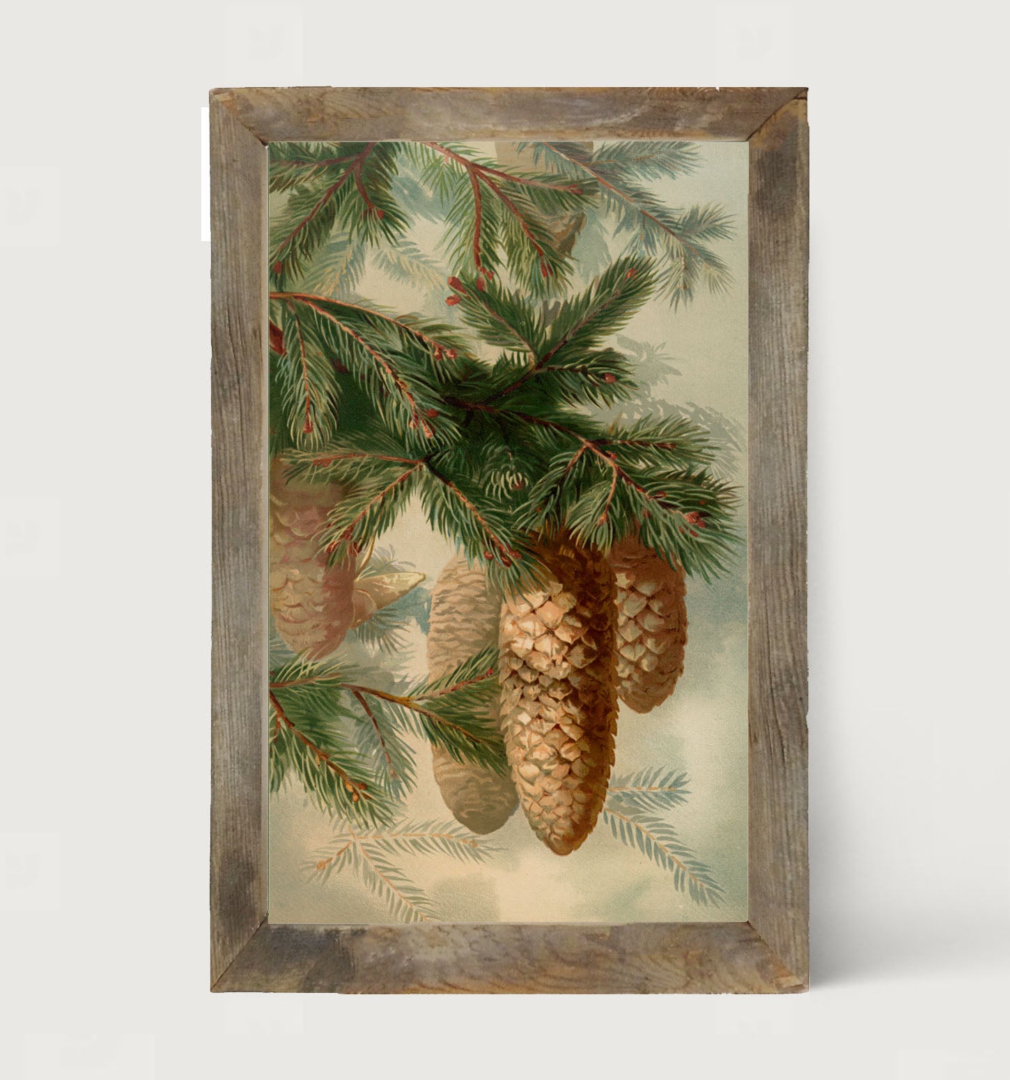 Vintage Pine cones - Framed art