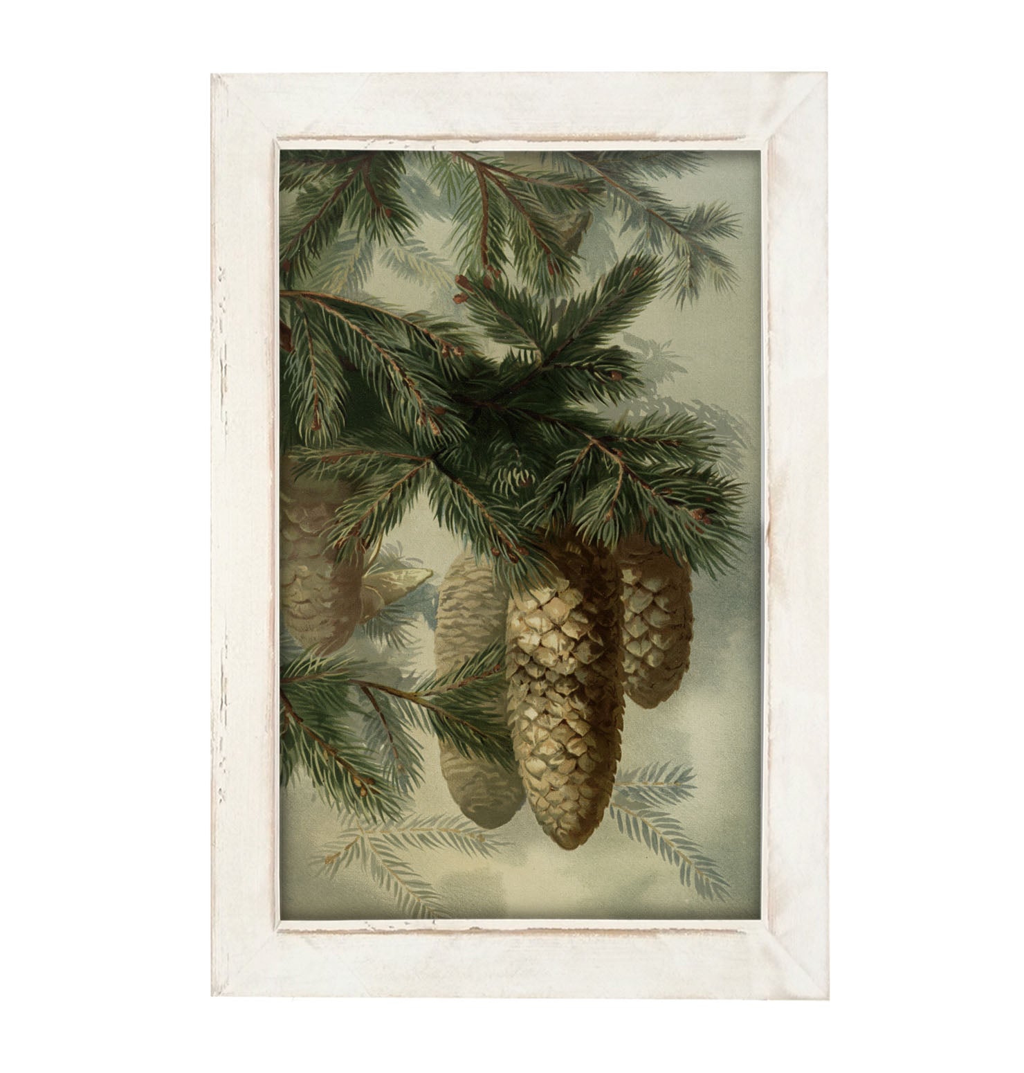 Vintage Pine cones - Framed art