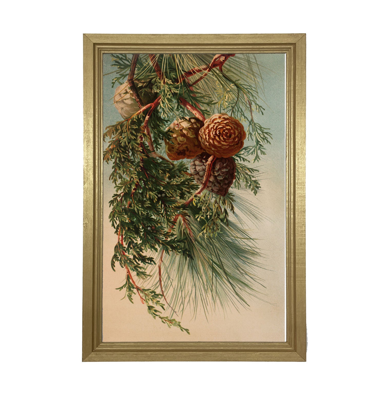 Vintage small pine cones - Framed art