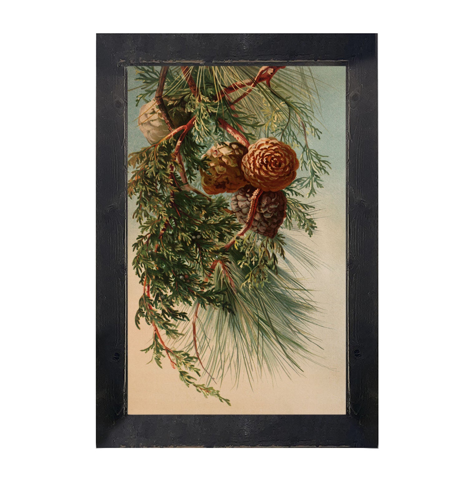 Vintage small pine cones - Framed art