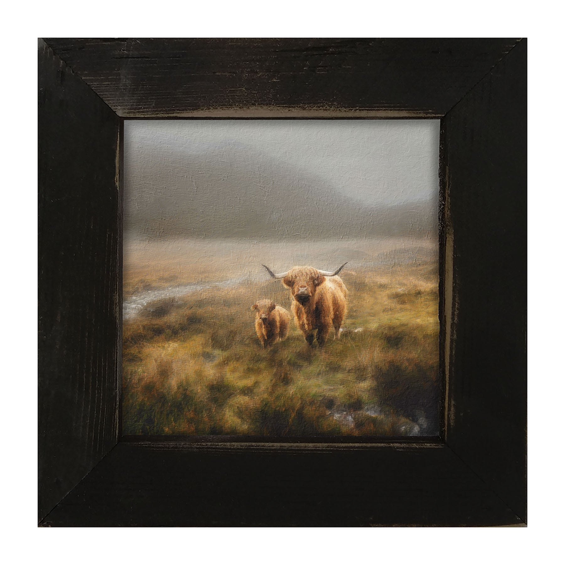 Highland Cows in field - Framed art