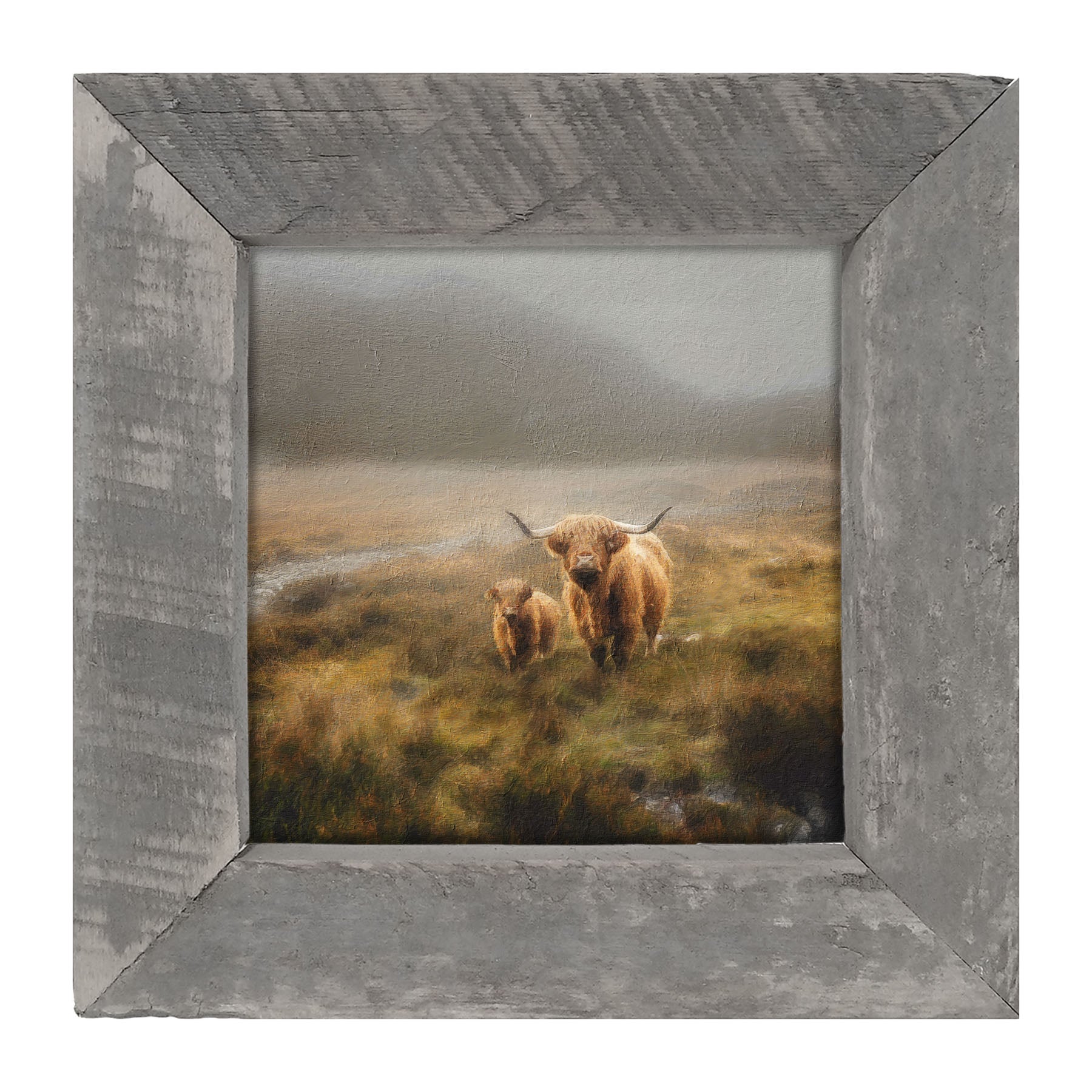 Highland Cows in field - Framed art