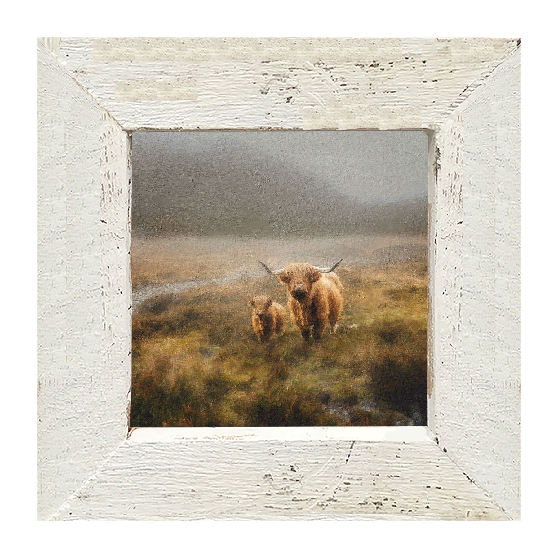 Highland Cows in field - Framed art