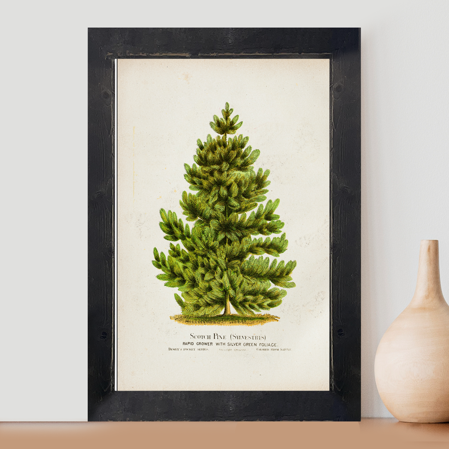 Vintage Pine Tree