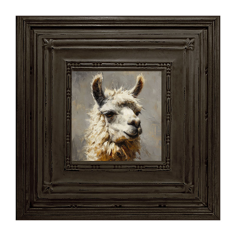 Farm Life Portrait - Llama Close-up