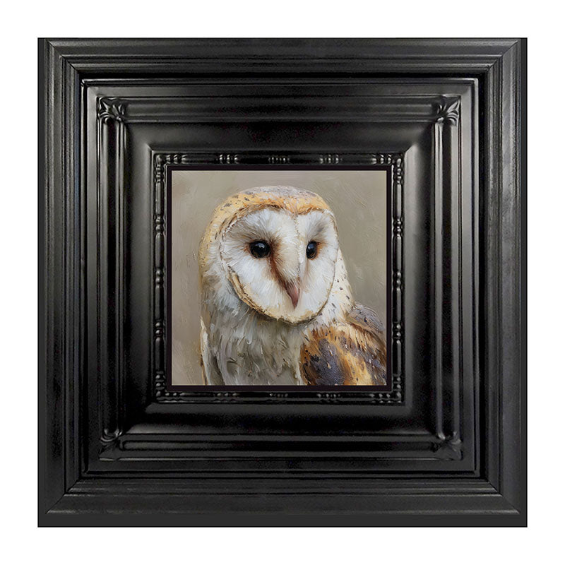 Barn Owl Close-up