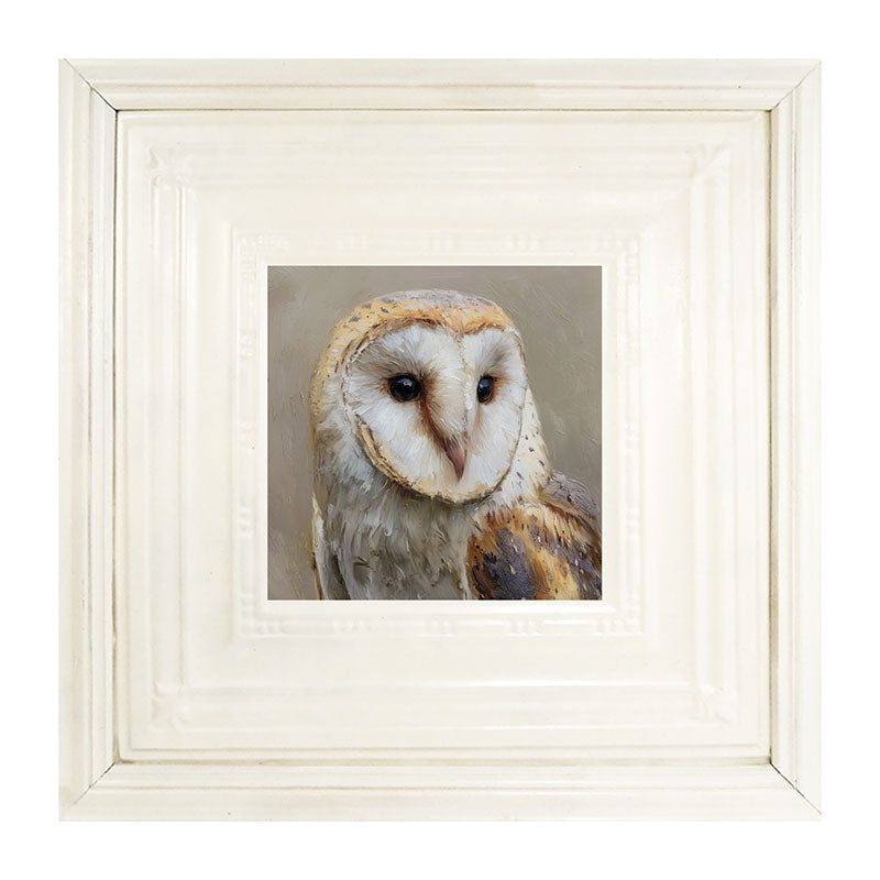 Barn Owl Close-up
