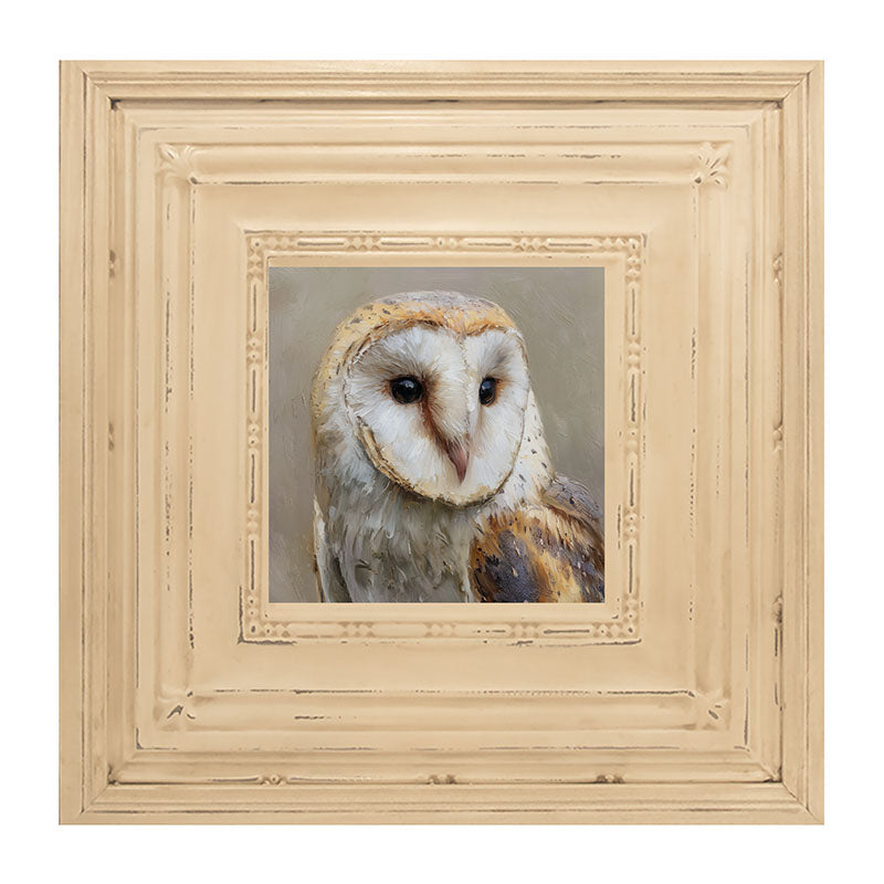 Barn Owl Close-up
