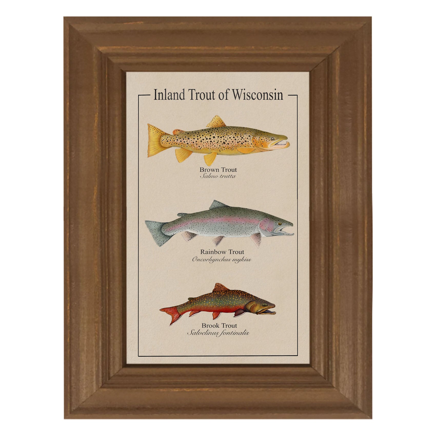 Wisconsin Trout