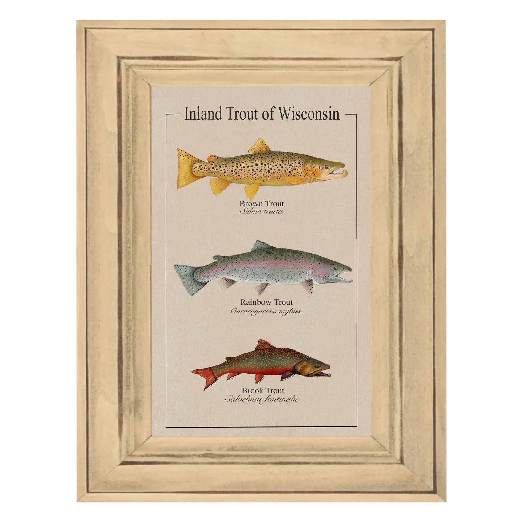 Wisconsin Trout