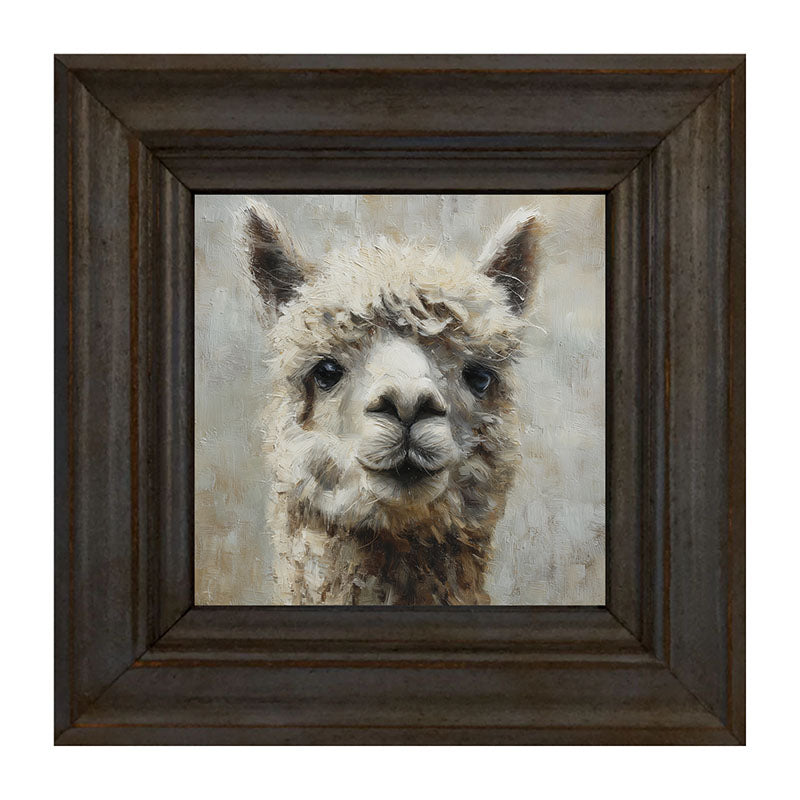 Farm Life Portrait - Alpaca Close-up