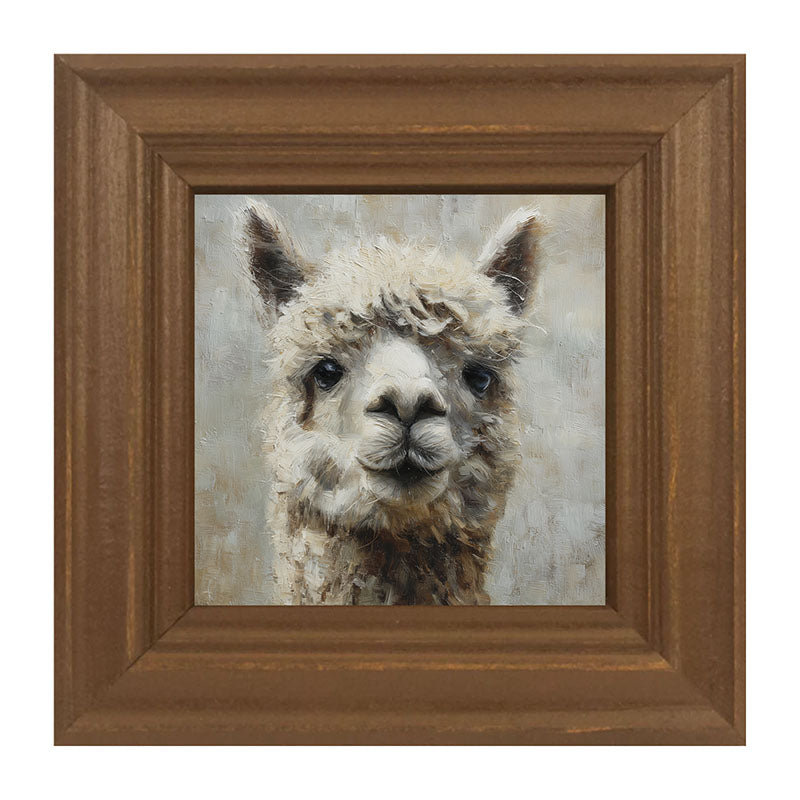 Farm Life Portrait - Alpaca Close-up