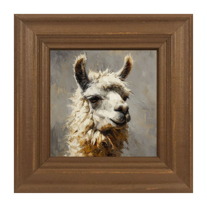 Farm Life Portrait - Llama Close-up