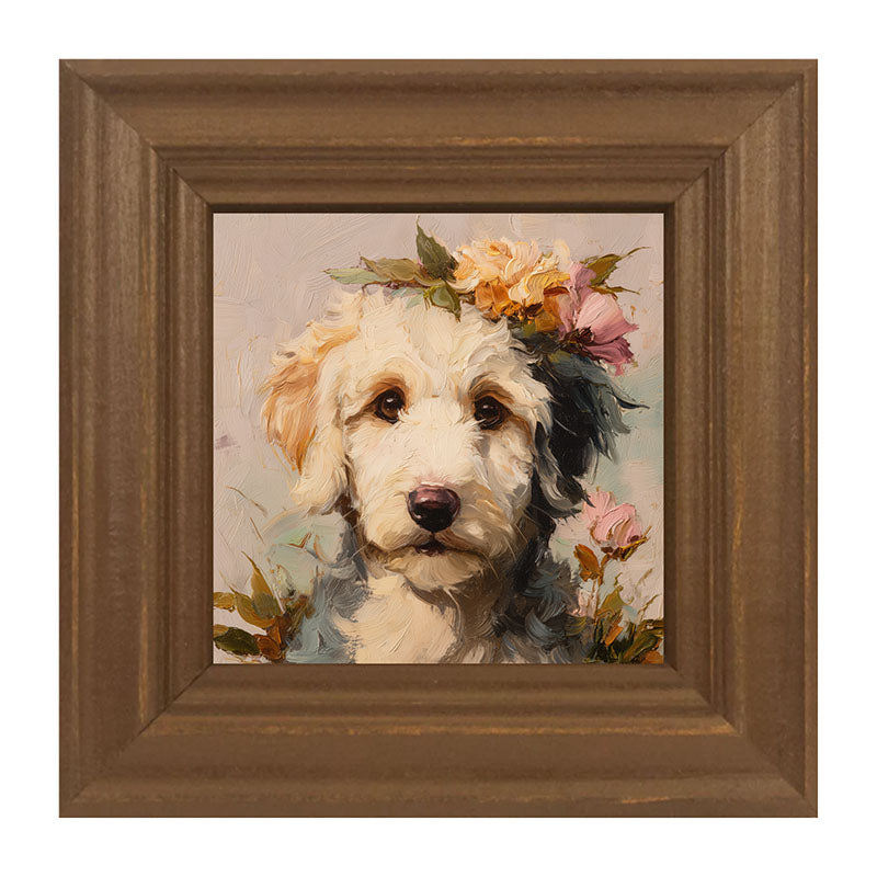 Spring Season White Labradoodle