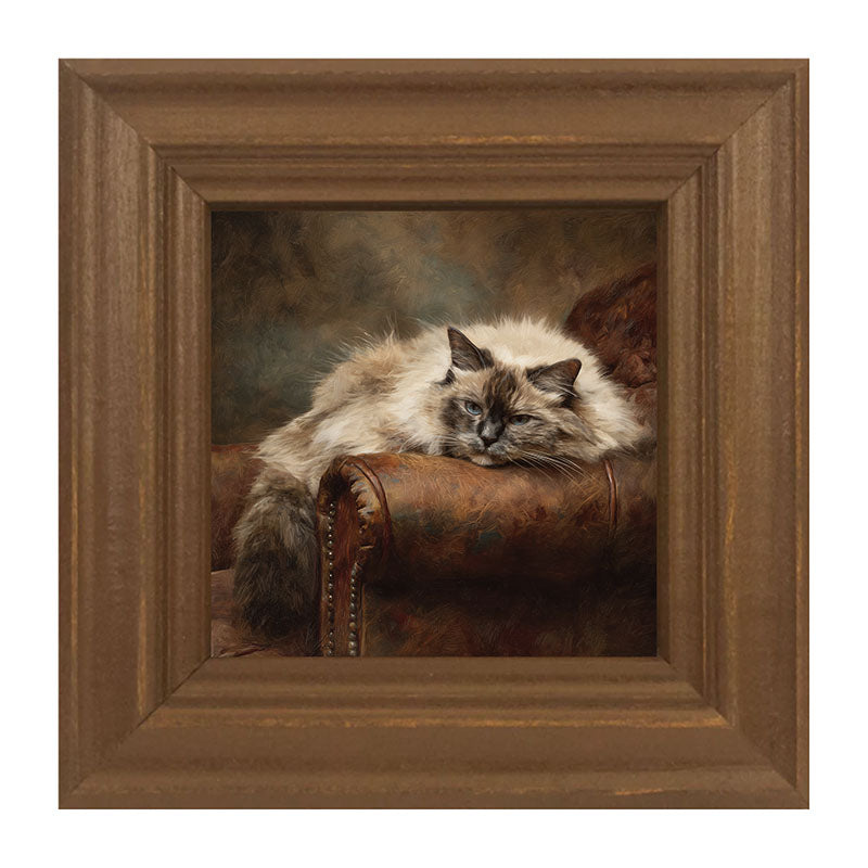 Armchair with Ragdoll Cat