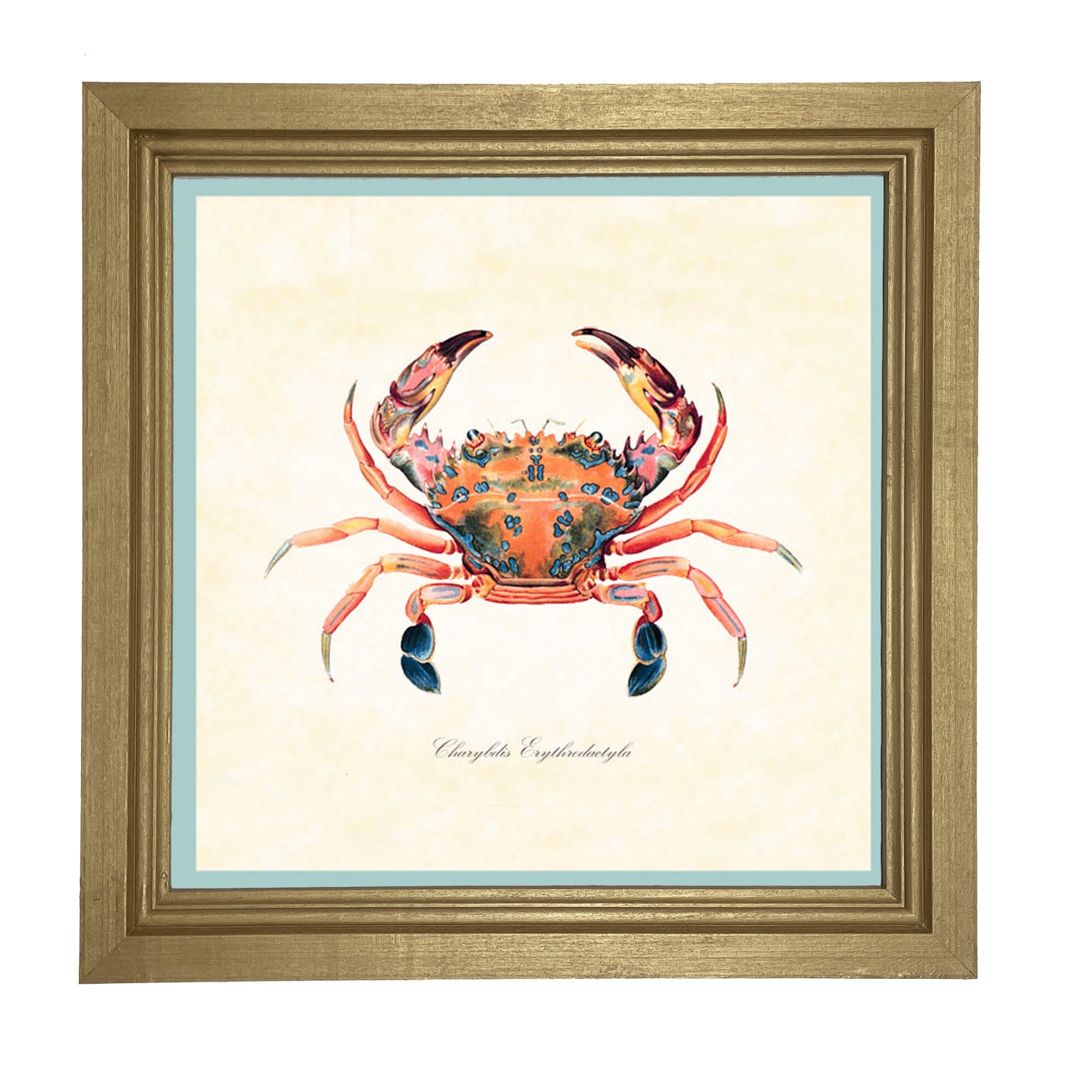 Colorful Crab - Framed art