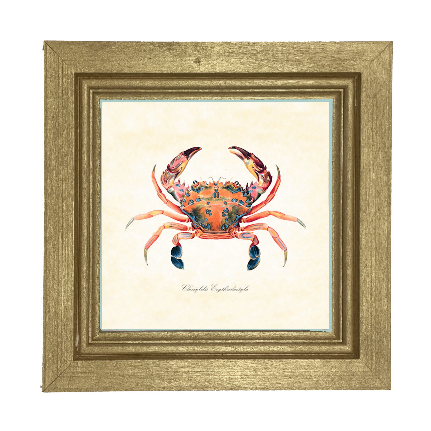 Colorful Crab - Framed art