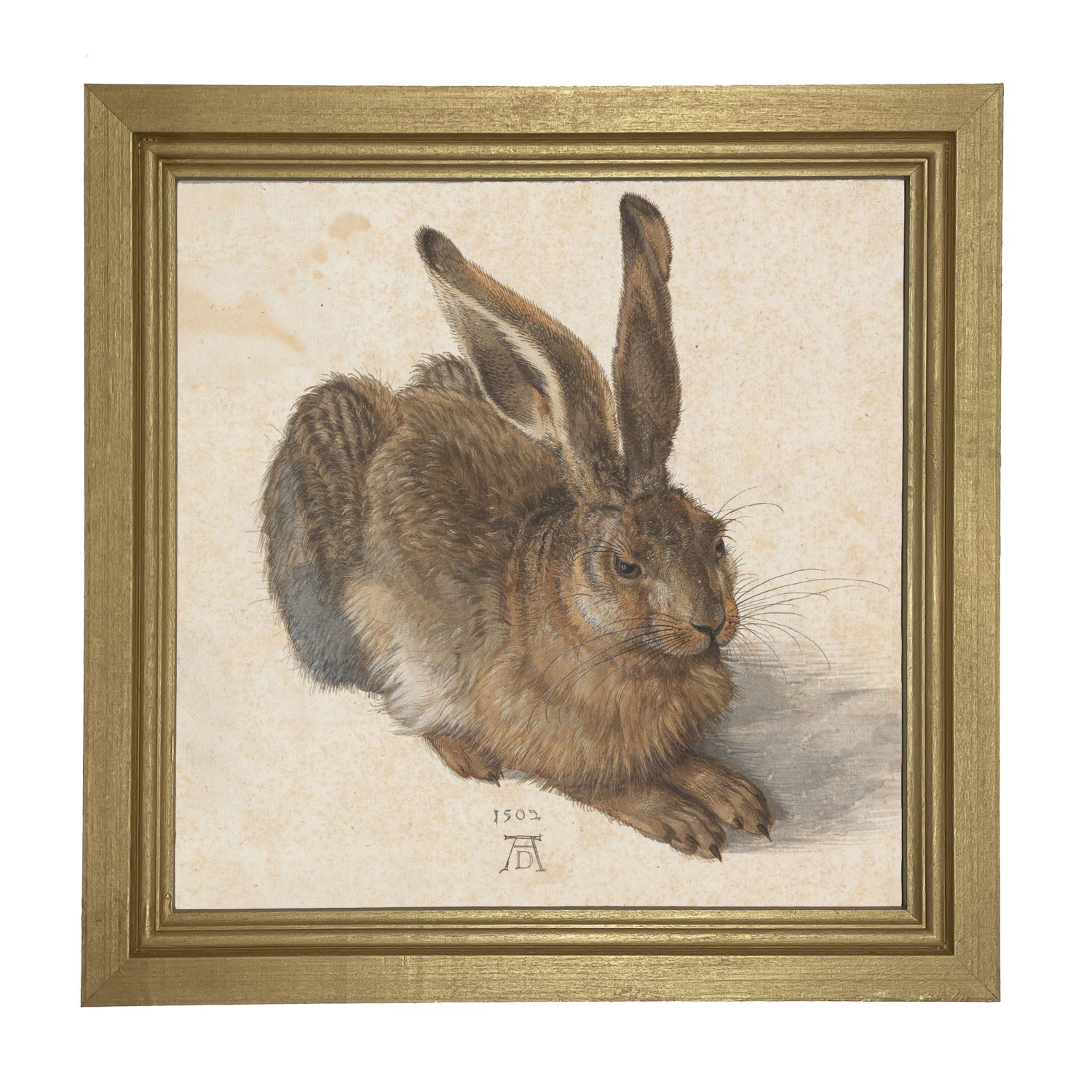 Brown Bunny - Framed art