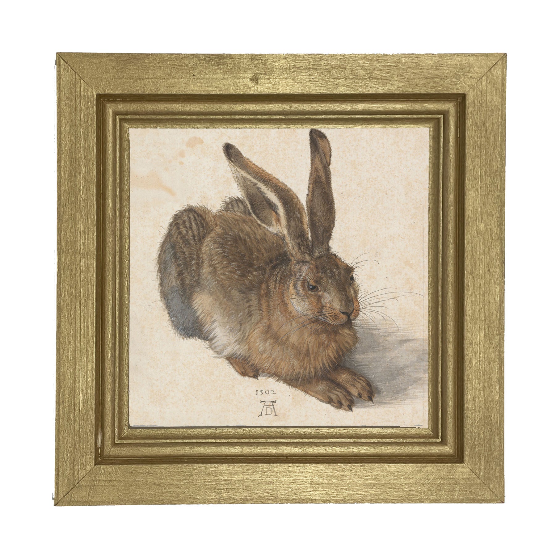 Brown Bunny - Framed art