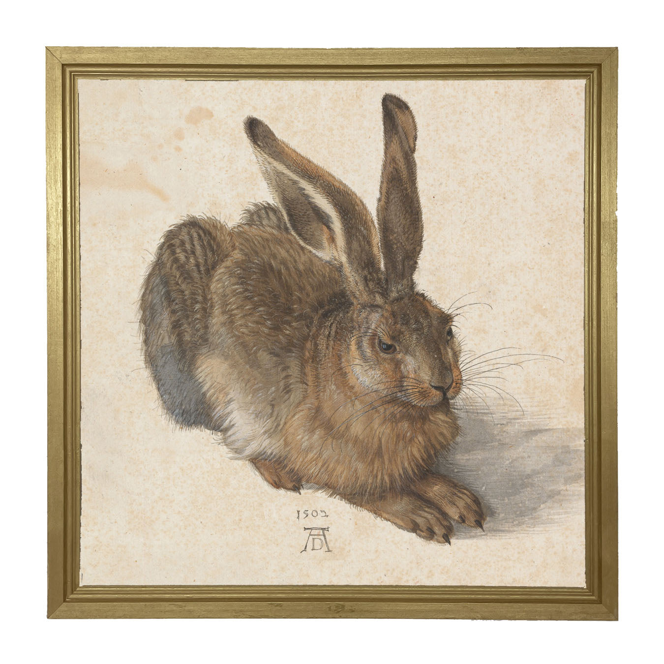 Brown Bunny - Framed art