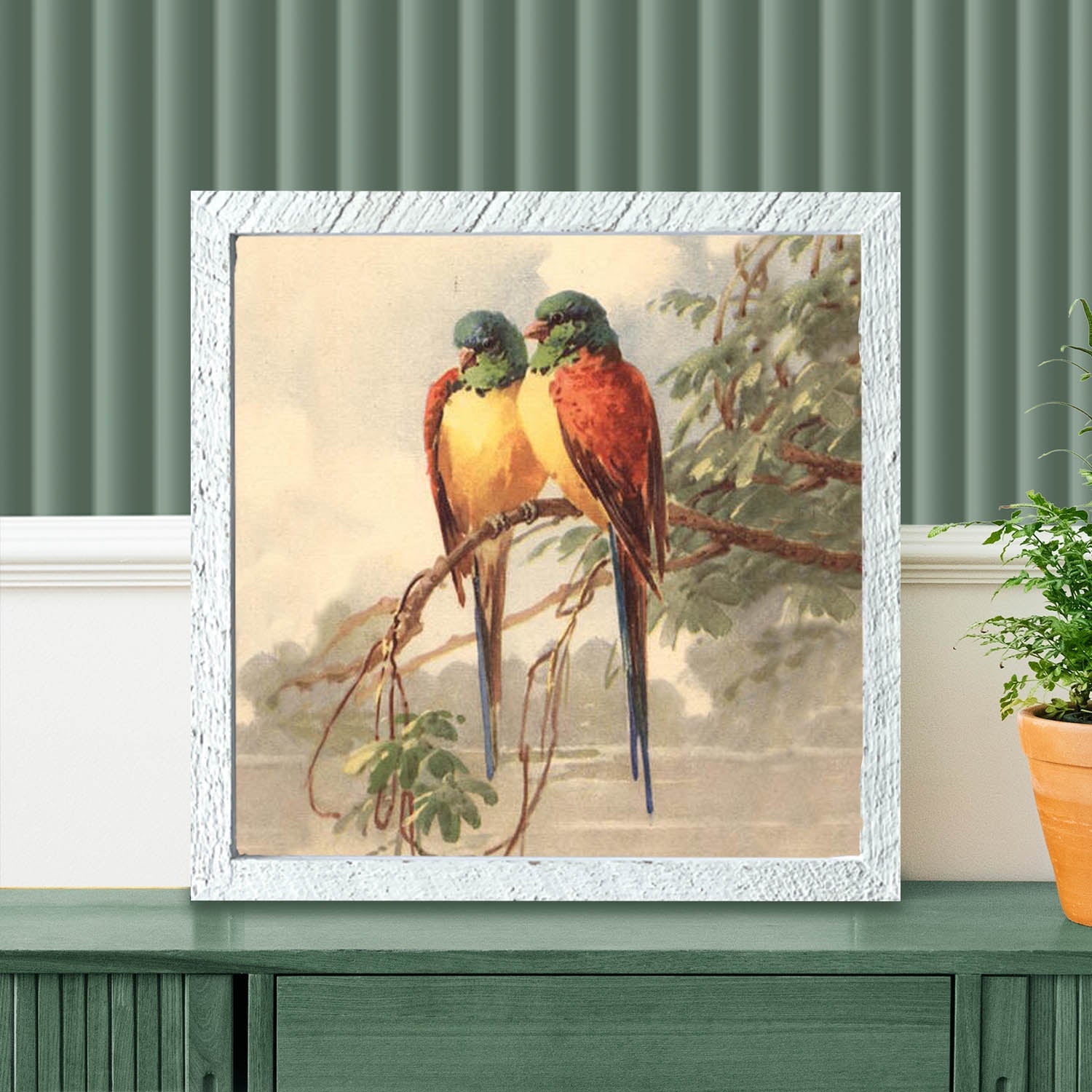 Parakeets