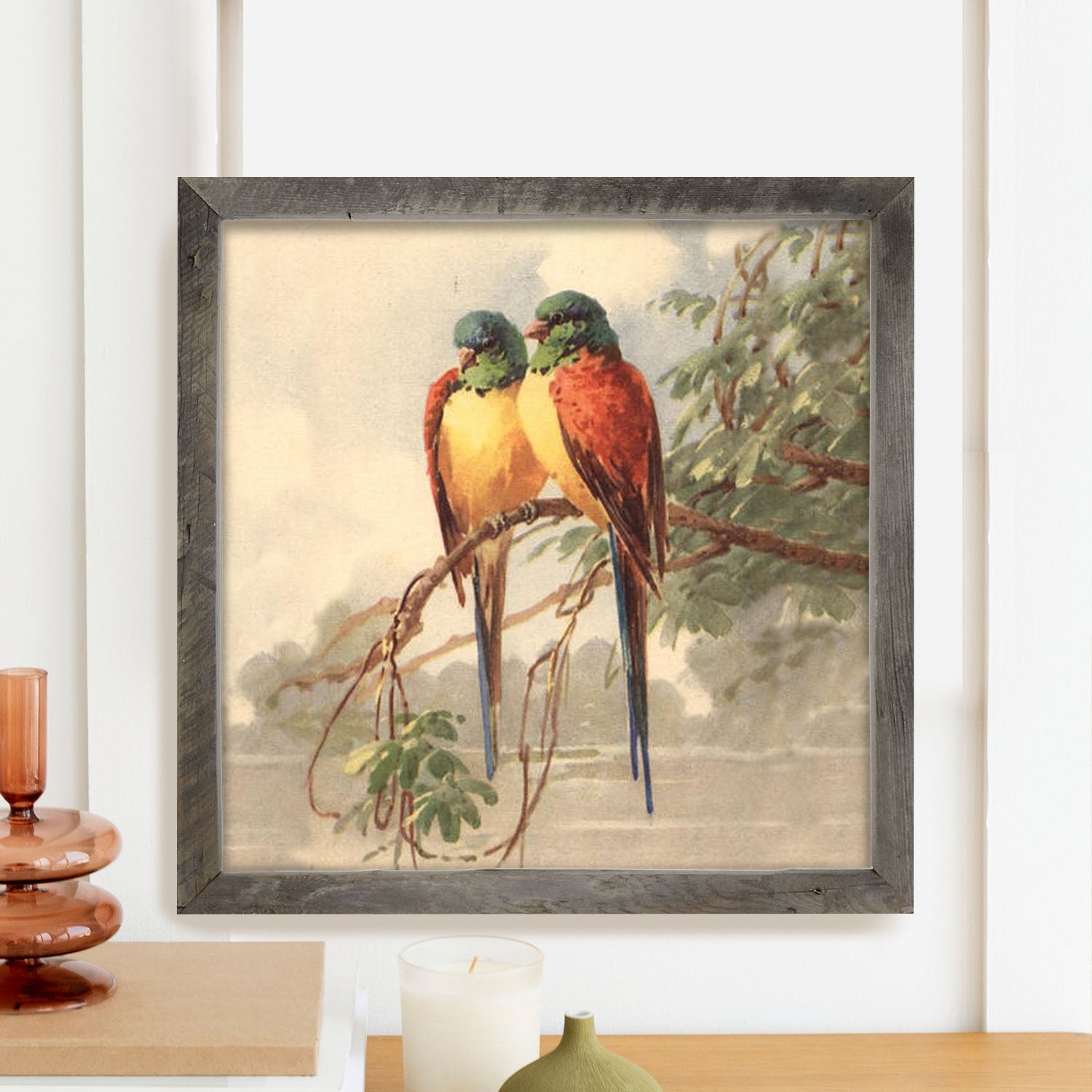 Parakeets