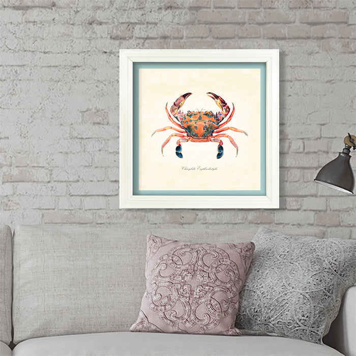 Colorful Crab