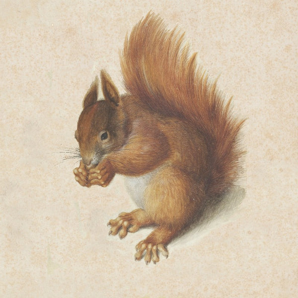 * vintage squirrel ♡ * 愛に溢れる ステキな リスさん Vintage Squirrel