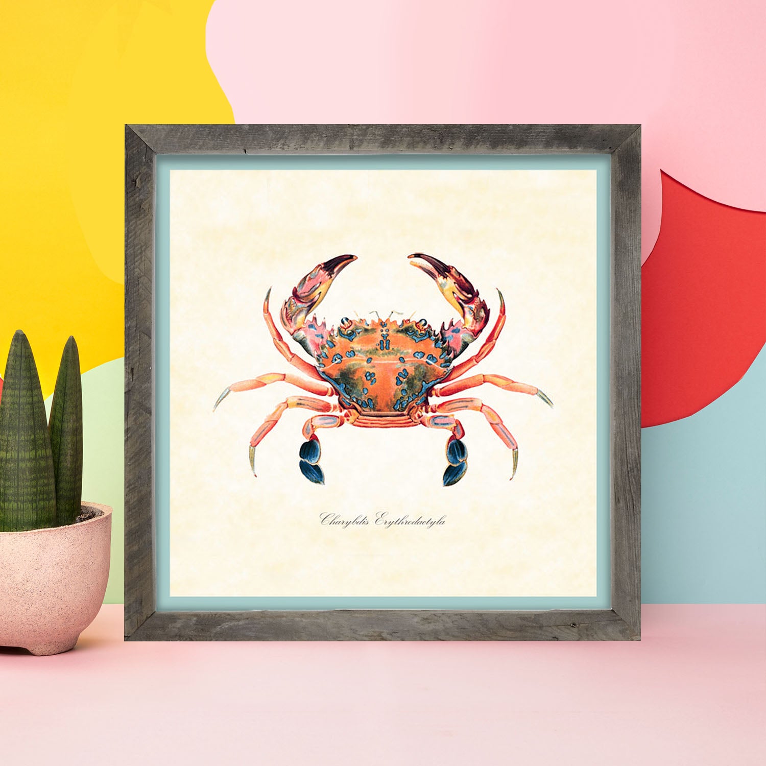 Colorful Crab