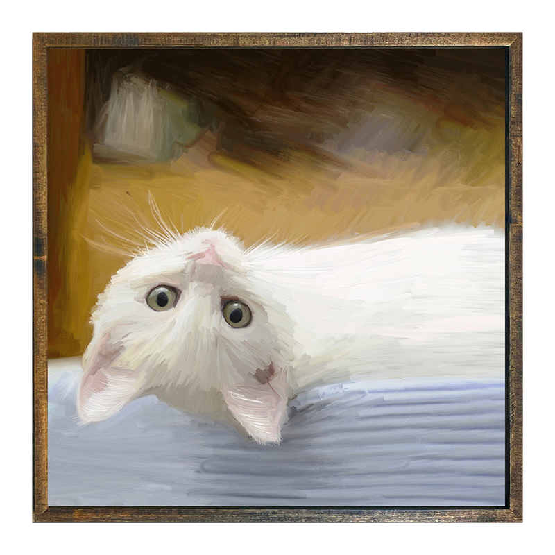 Kitten