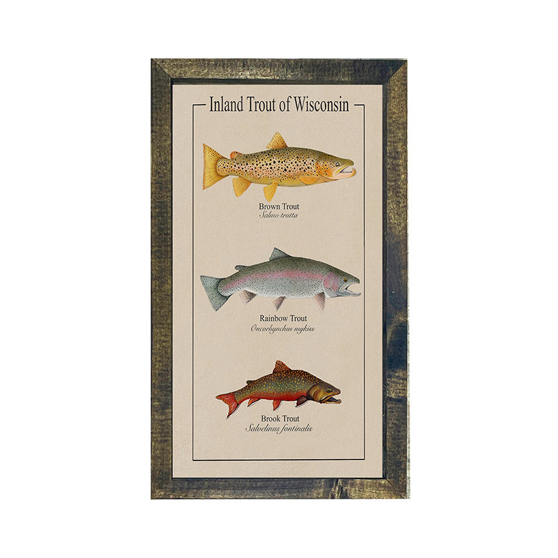 Wisconsin Trout - Vertical Frame