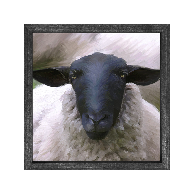 Sheep Close Up