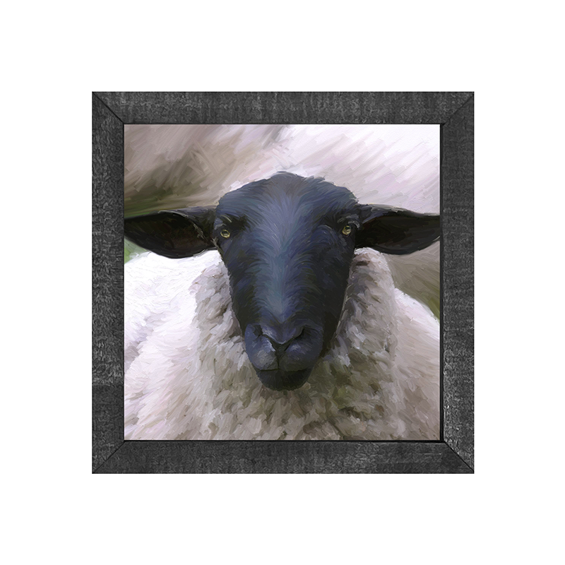 Sheep Close Up