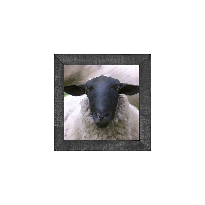 Sheep Close Up