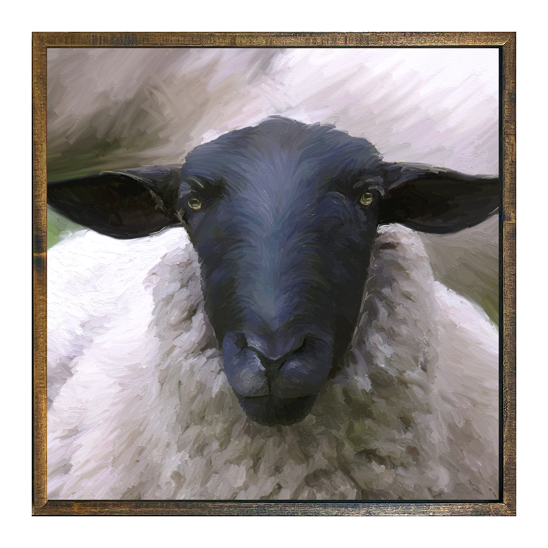 Sheep Close Up