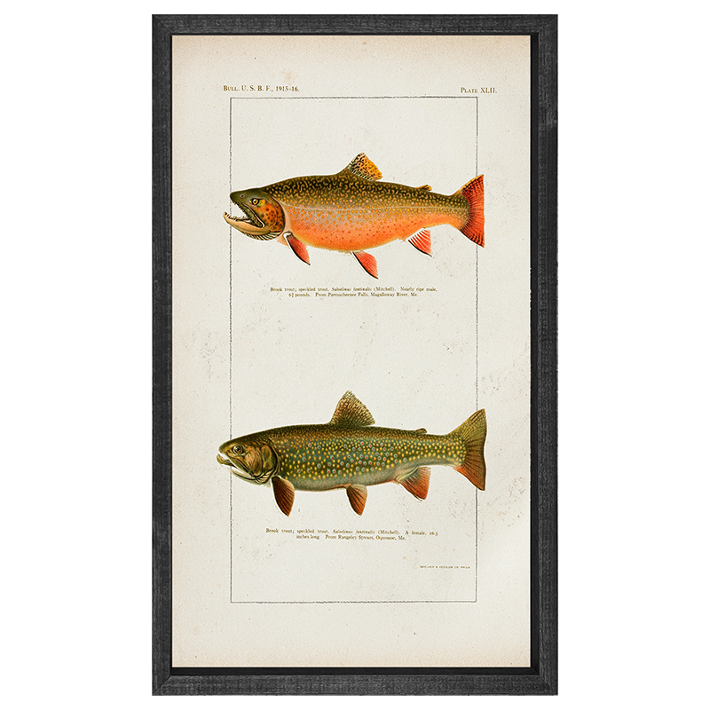 Fish-Trout
